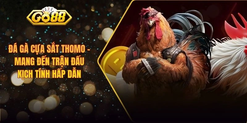 đá gà cựa sắt thomo